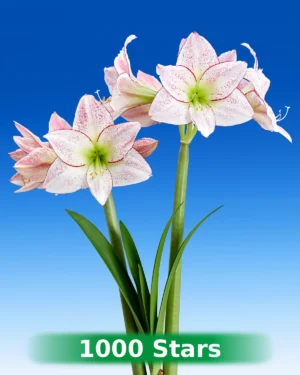 1000 Stars amaryllis wit met rode stippen van Park Amaryllis
