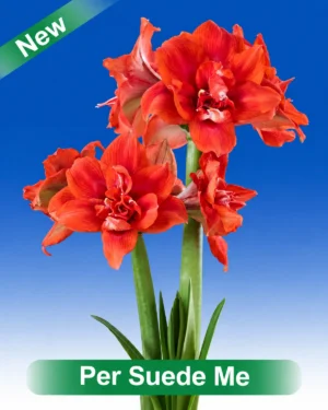 Per Suede Me rode dubbelbloemige amaryllis van Park Amaryllis
