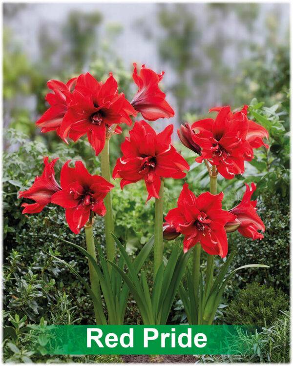 Park Amaryllis Red Pride bloemen in tuin "The Amaryllis innovator"