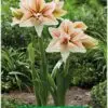 Park Amaryllis Inca Star bloemen "The Amaryllis innovator"