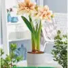 Park Amaryllis Inca Star bloemen "The Amaryllis innovator"
