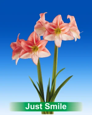 Just Smile rode met witte amaryllis van Park Amaryllis