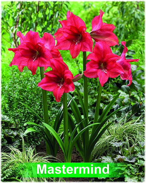 Park Amaryllis Mastermind bloemen in tuin "The Amaryllis innovator"