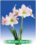 Park Amaryllis Million Stars bloemen "The Amaryllis innovator"