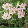 Park Amaryllis Million Stars bloemen in tuin "The Amaryllis innovator"