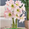 Park Amaryllis Million Stars bloemen in vaas "The Amaryllis innovator"