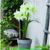 Park Amaryllis Mount Everest bloemen in pot "The Amaryllis Innovator"