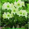 Park Amaryllis Mount Everest bloemen in tuin "The Amaryllis Innovator"