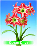 Park Amaryllis Ocean Drive bloemen "The Amaryllis innovator"