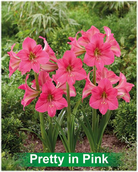 Park Amaryllis Pretty in Pink bloemen in tuin "The Amaryllis innovator"