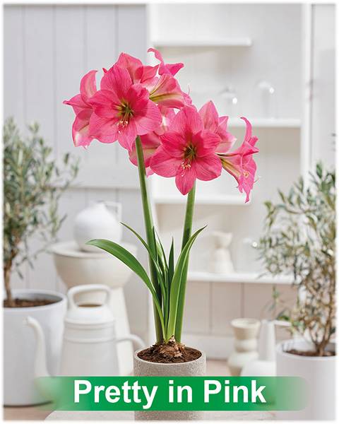Park Amaryllis Pretty in Pink bloemen in pot "The Amaryllis innovator"