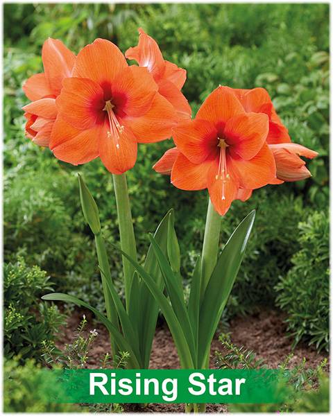 Park Amaryllis Rising Star bloemen in tuin "The Amaryllis innovator"