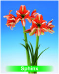 Park Amaryllis Sphinx bloemen "The Amaryllis innovator"