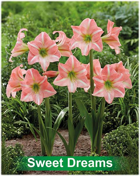 Park Amaryllis Sweet Dreams bloemen in tuin "The Amaryllis Innovator"