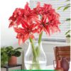 Park Amaryllis Wild Romance bloemen in vaas "The Amaryllis innovator"