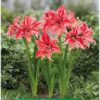 Park Amaryllis Wild Romance bloemen in tuin "The Amaryllis innovator"