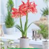 Park Amaryllis Wild Romance bloemen in pot "The Amaryllis innovator"