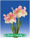 Park Amaryllis Duet Candy bloemen "The Amaryllis innovator"