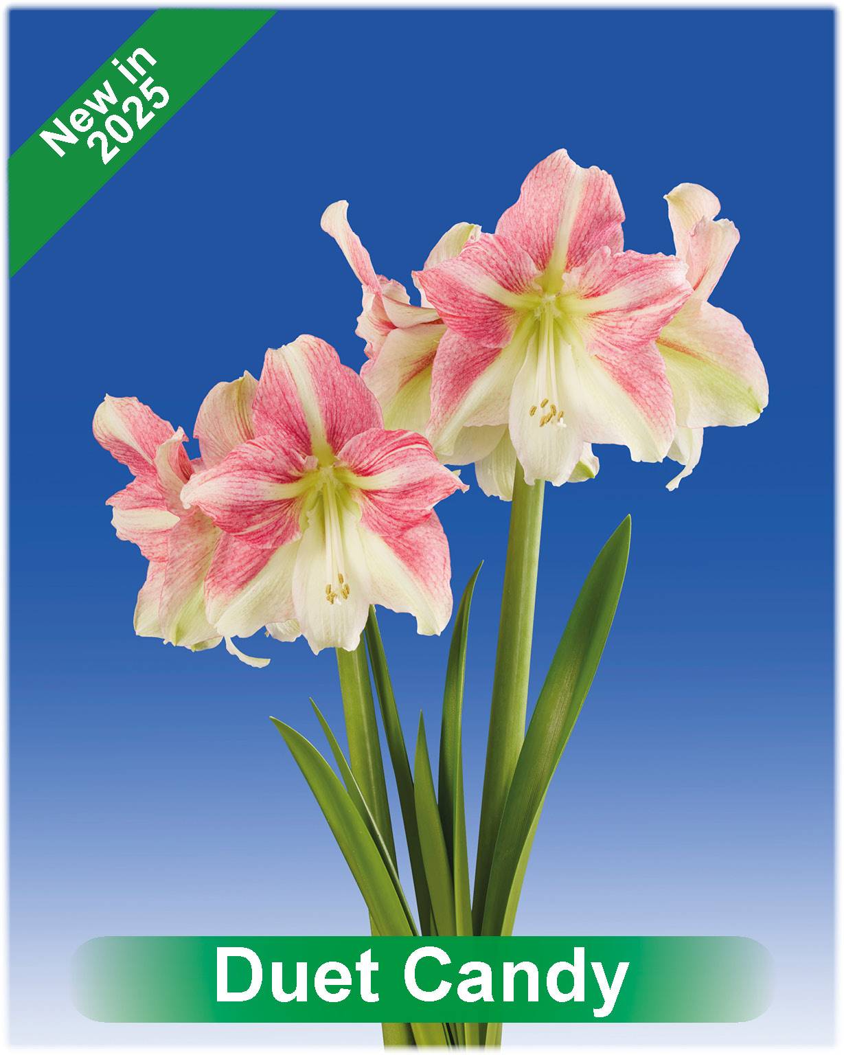Duet Candy® Park Amaryllis