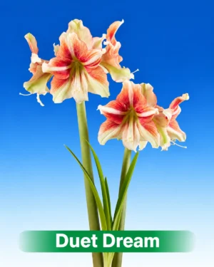 Duet Dream rood met creme amaryllis van Park Amaryllis