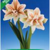 Park Amaryllis Inca Star bloemen "The Amaryllis innovator"