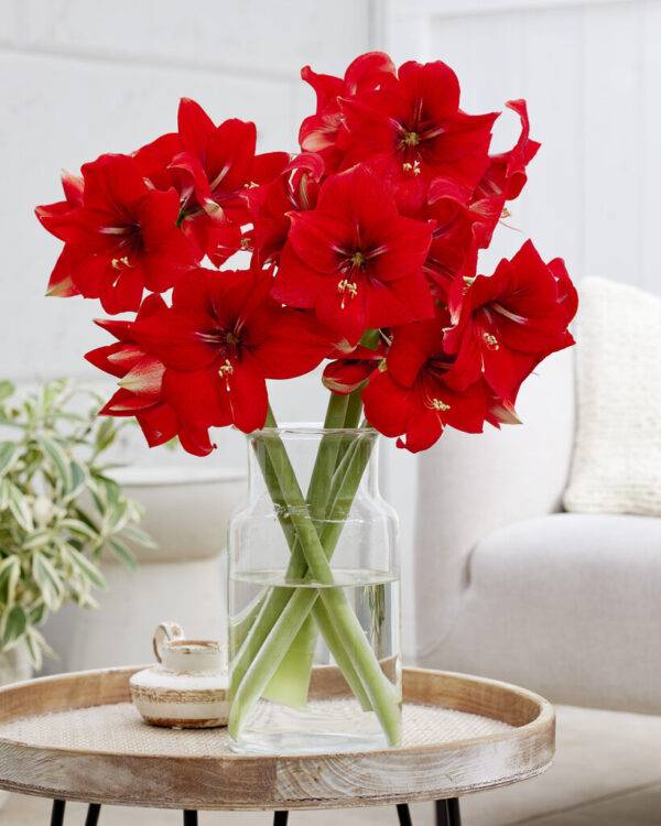 Park Amaryllis Magma bloemen in vase "The Amaryllis innovator"