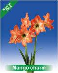 Park Amaryllis Mango Charm bloemen "The Amaryllis innovator"