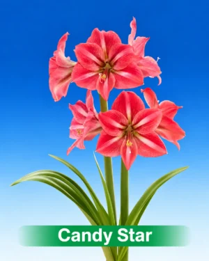 Candy Star roze amaryllis van Park Amaryllis