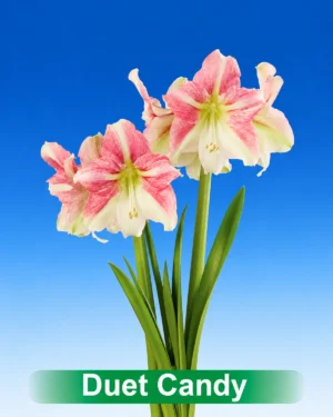 Duet Candy roze met creme amaryllis van Park Amaryllis