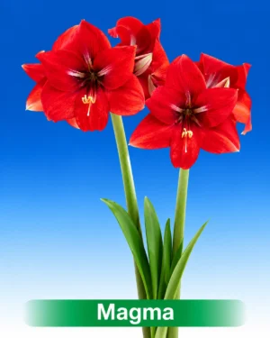 Magma rode amaryllis van Park Amaryllis