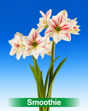 Smoothie wit met rode amarylis van Park Amaryllis
