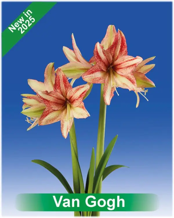 Park Amaryllis Van Gogh bloemen "The Amaryllis innovator"