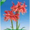 Park Amaryllis Wild Romance bloemen "The Amaryllis innovator"