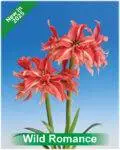 Park Amaryllis Wild Romance bloemen "The Amaryllis innovator"