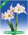 Park Amaryllis Million Stars bloemen "The Amaryllis innovator"