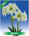 Park Amaryllis Mojito bloemen "The Amaryllis innovator"