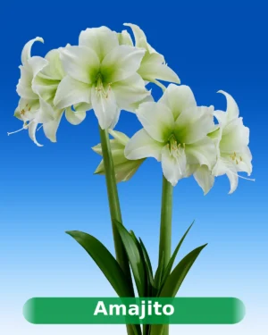 Amajito lime amaryllis van Park Amaryllis