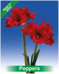 Park Amaryllis Peppers bloemen "The Amaryllis innovator"