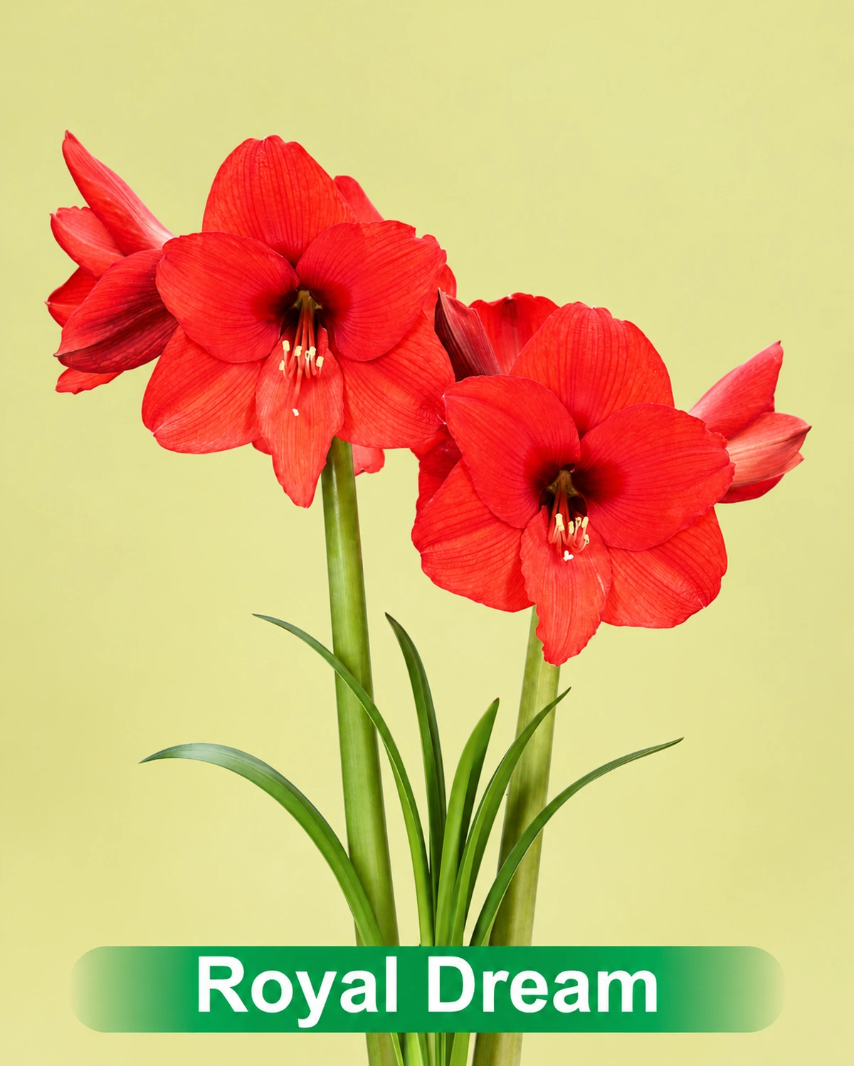 Royal Dream in pot rode amaryllis van Park Amaryllis